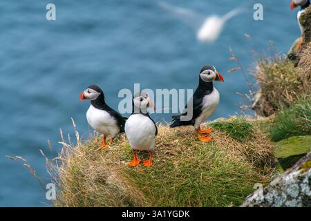 Charmants macareux sur les îles Féroé à la fin de l'été Banque D'Images