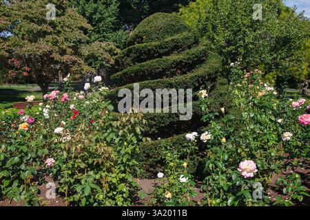 Une belle roseraie fleurie dans le jardin public à Boston, Massachusetts, États-Unis Banque D'Images