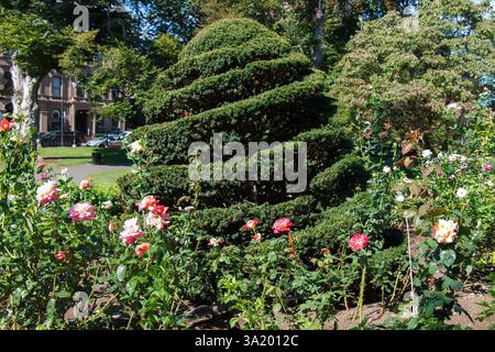 Une belle roseraie fleurie dans le jardin public à Boston, Massachusetts, États-Unis Banque D'Images