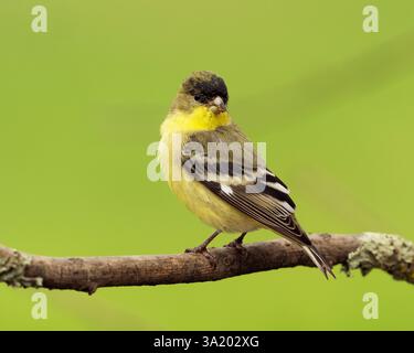 Petit Goldfinch mâle (Spinus psaltria) perché sur une brindille de cour arrière, comté de Sacramento en Californie. Banque D'Images