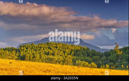 Lumière en fin d'après-midi sur un champ herbeux sous le pic lointain de Quamby Bluff dans la vallée de Meander, Deloraine, Tasmanie, Australie Banque D'Images