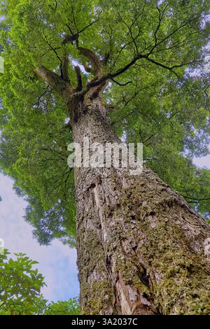Gros plan sur l'écorce et le tronc d'un vieux vieux hêtre droit à myrte (Nothofagus cunninghamii), Meander Valley, Tasmanie, Australie Banque D'Images
