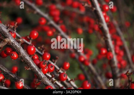 Baies de houx rouge vif sur les branches comme fond, Noël Winterberry Banque D'Images