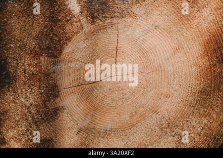 Surface coupée d'un vieil arbre en bois, Allemagne, Rödermark. Tons brun foncé et orange chauds détaillés d'un tronc ou d'une souche d'arbre abattu. Texture organique rugueuse Banque D'Images