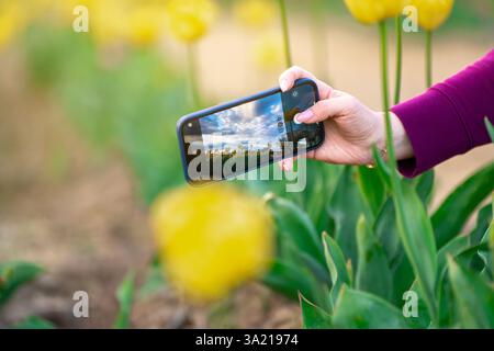 Fille prenant une photo du champ de tulipes jaunes sur smartphone. Moments printaniers et concept de nature. Banque D'Images