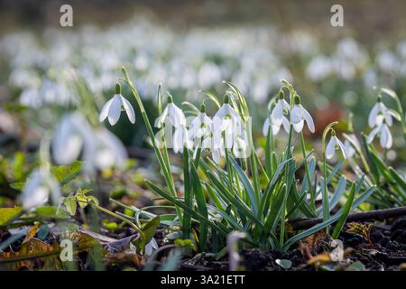 Première floraison de goutte de neige blanche. Goutte de neige de fleur de printemps tôt (Galanthus). Un des premiers signes du printemps. Jardin naturel de mars. Gros plan. Banque D'Images