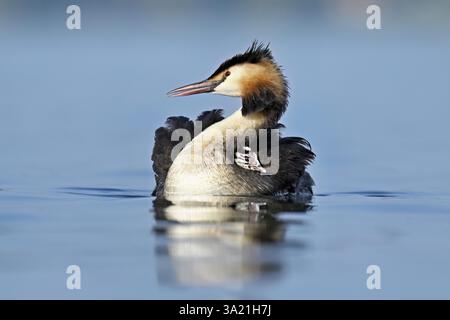 Great Crested Grebe (Podiceps festonné Ribonfish), avec des poussins en plumage nageant dans l'eau, lac de Zoug, Canton de Zoug, Suisse, Europe Banque D'Images