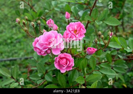 Roses roses sur le jardin public à Teresopolis, Rio de Janeiro, Brésil Banque D'Images
