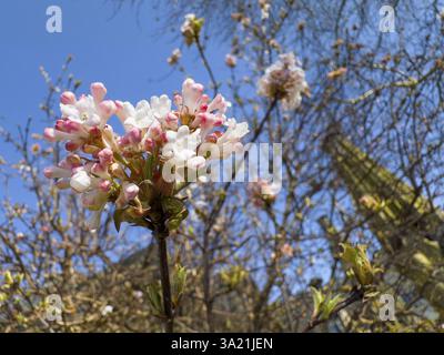 Boule de neige parfumée (Viburnum farreri) Banque D'Images