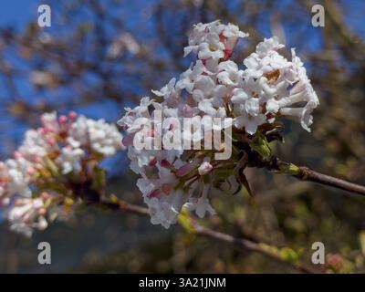 Boule de neige parfumée (Viburnum farreri) Banque D'Images
