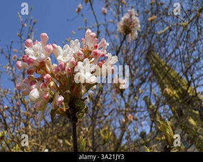 Boule de neige parfumée (Viburnum farreri) Banque D'Images