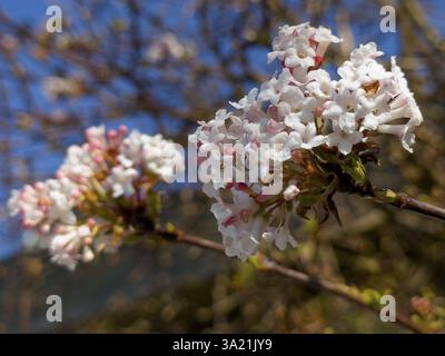 Boule de neige parfumée (Viburnum farreri) Banque D'Images