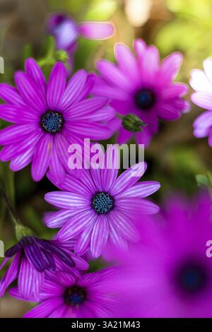 Gros plan de fleurs violettes dans un jardin, belles fleurs blanches et violettes dans un jardin. Gros plan de beaux pétales de fleurs dans un jardin Banque D'Images
