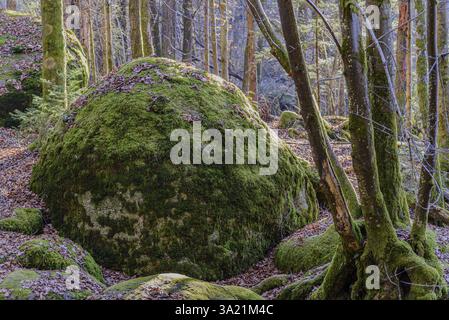 Une grande pierre couverte de mousse au milieu d'une forêt avec des arbres environnants, Hoellbachtal, Haut Palatinat Banque D'Images