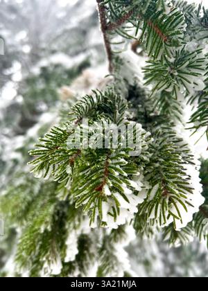 De délicats flocons de neige reposent sur des aiguilles de pin, capturant l'essence de la beauté tranquille de l'hiver et de la nature embrassée par le gel Banque D'Images