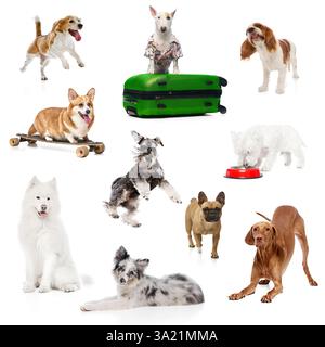 Collage fait de photos de chiens ludiques de différentes races posant sur fond blanc de studio. Copier l'espace pour la publicité. Banque D'Images