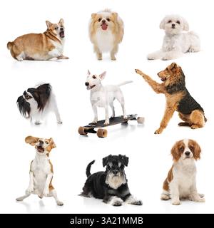 Collage. Groupe de divers chiens, différentes races, posant sur fond blanc de studio. Concept de diversité pour animaux de compagnie Banque D'Images