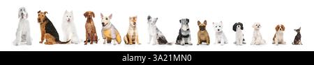 Gamme de diverses races de chiens assis sur fond blanc. Concept d'adoption d'animaux de compagnie, propriété responsable. Banque D'Images
