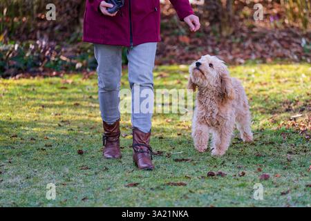 Hund und Mensch. Der Cockapoo Welpe bekommt sein Leckerchen. Siegsdorf Bayern Deutschland *** chien et homme le chiot Cockapoo reçoit son régal Siegsdorf Bavière Allemagne Copyright : xRolfxPossx Banque D'Images