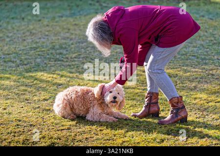 Hund und Mensch. Der Cockapoo Welpe bekommt sein Leckerchen. Siegsdorf Bayern Deutschland *** chien et homme le chiot Cockapoo reçoit son régal Siegsdorf Bavière Allemagne Copyright : xRolfxPossx Banque D'Images