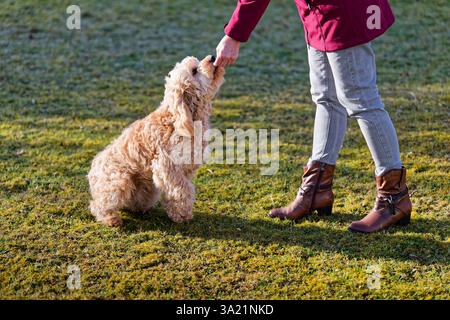 Hund und Mensch. Der Cockapoo Welpe bekommt sein Leckerchen. Siegsdorf Bayern Deutschland *** chien et homme le chiot Cockapoo reçoit son régal Siegsdorf Bavière Allemagne Copyright : xRolfxPossx Banque D'Images
