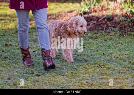 Hund und Mensch. Der Cockapoo Welpe bekommt sein Leckerchen. Siegsdorf Bayern Deutschland *** chien et homme le chiot Cockapoo reçoit son régal Siegsdorf Bavière Allemagne Copyright : xRolfxPossx Banque D'Images