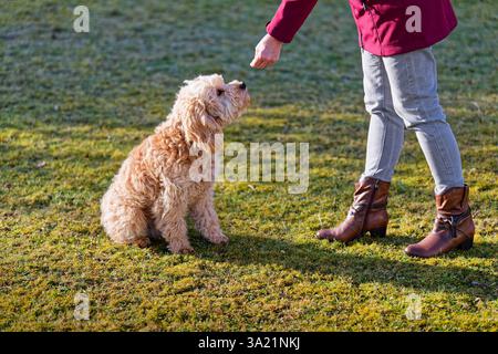 Hund und Mensch. Der Cockapoo Welpe bekommt sein Leckerchen. Siegsdorf Bayern Deutschland *** chien et homme le chiot Cockapoo reçoit son régal Siegsdorf Bavière Allemagne Copyright : xRolfxPossx Banque D'Images