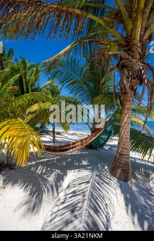 Hamacs de cocotiers sur la plage de Caye Caulker, Belize, Amérique centrale Banque D'Images
