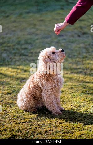Hund und Mensch. Der Cockapoo Welpe bekommt sein Leckerchen. Siegsdorf Bayern Deutschland *** chien et homme le chiot Cockapoo reçoit son régal Siegsdorf Bavière Allemagne Copyright : xRolfxPossx Banque D'Images
