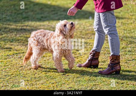 Hund und Mensch. Der Cockapoo Welpe bekommt sein Leckerchen. Siegsdorf Bayern Deutschland *** chien et homme le chiot Cockapoo reçoit son régal Siegsdorf Bavière Allemagne Copyright : xRolfxPossx Banque D'Images