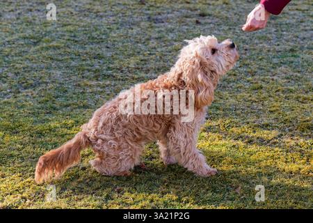 Hund und Mensch. Der Cockapoo Welpe bekommt sein Leckerchen. Siegsdorf Bayern Deutschland *** chien et homme le chiot Cockapoo reçoit son régal Siegsdorf Bavière Allemagne Copyright : xRolfxPossx Banque D'Images