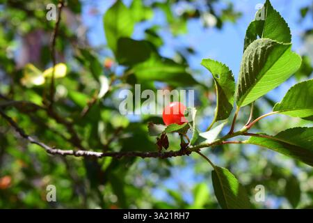 Une branche avec des feuilles vertes et un petit fruit rouge, une cerise, illuminée par la lumière du soleil. L'arrière-plan est un ciel bleu clair avec plus de feuilles floues. Banque D'Images