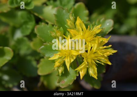 Un amas de fleurs jaunes de purifica entouré de feuilles vertes. Sedum kamtschaticum. Les pétales sont étroits et pointus, et les feuilles sont charnues Banque D'Images
