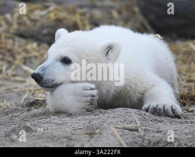 Karlsruhe, Allemagne. 11 mars 2025. Mika, le petit ours polaire né au zoo de Karlsruhe le 2 novembre 2024, repose dans l'enclos des ours polaires lors de la première présentation officielle aux médias. Crédit : Uli Deck/dpa/Alamy Live News Banque D'Images