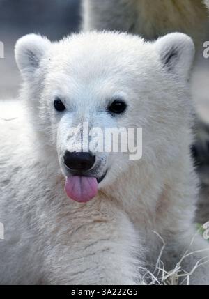 Karlsruhe, Allemagne. 11 mars 2025. Mika, le petit ours polaire né au zoo de Karlsruhe le 2 novembre 2024, est assis dans l'enclos des ours polaires lors de la première présentation officielle aux médias. Crédit : Uli Deck/dpa/Alamy Live News Banque D'Images