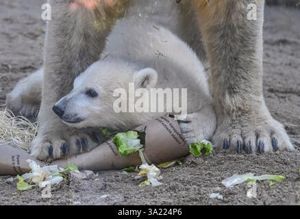 Karlsruhe, Allemagne. 11 mars 2025. Mika, le petit ours polaire né au zoo de Karlsruhe le 2 novembre 2024, repose dans l'enclos des ours polaires lors de la première présentation officielle aux médias. Crédit : Uli Deck/dpa/Alamy Live News Banque D'Images