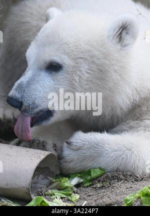 Karlsruhe, Allemagne. 11 mars 2025. Mika, le petit ours polaire né au zoo de Karlsruhe le 2 novembre 2024, repose dans l'enclos des ours polaires lors de la première présentation officielle aux médias. Crédit : Uli Deck/dpa/Alamy Live News Banque D'Images