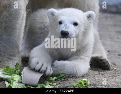 Karlsruhe, Allemagne. 11 mars 2025. Mika, le petit ours polaire né au zoo de Karlsruhe le 2 novembre 2024, repose dans l'enclos des ours polaires lors de la première présentation officielle aux médias. Crédit : Uli Deck/dpa/Alamy Live News Banque D'Images
