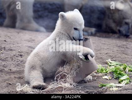 Karlsruhe, Allemagne. 11 mars 2025. Mika, le petit ours polaire né au zoo de Karlsruhe le 2 novembre 2024, joue lors de la première présentation médiatique officielle dans l'enclos des ours polaires. Crédit : Uli Deck/dpa/Alamy Live News Banque D'Images