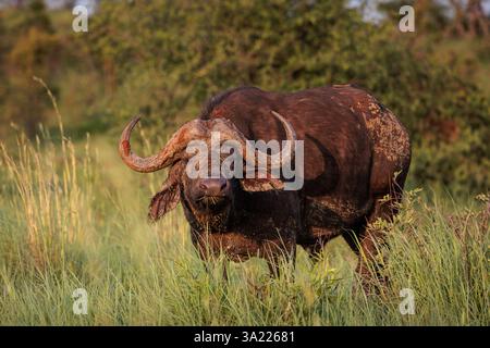 Des buffles africains nous regardent. Banque D'Images