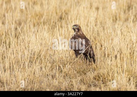Les faucons à queue rouge juvénile (Buteo jamaicensis) debout dans les prairies sèches du comté de Lassen, Californie, alertent et surveillent ses environs Banque D'Images