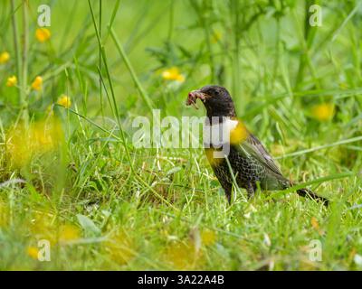 Un anneau Ouzel debout dans un pré, nourriture à la facture, journée ensoleillée en été dans les Alpes autrichiennes Banque D'Images