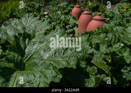 Grandes feuilles de rhubarbe avec trois pots en terre cuite forçant en arrière-plan dans la parcelle de légumes. Banque D'Images