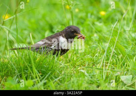 Un anneau Ouzel debout dans un pré, nourriture à la facture, journée ensoleillée en été dans les Alpes autrichiennes Banque D'Images