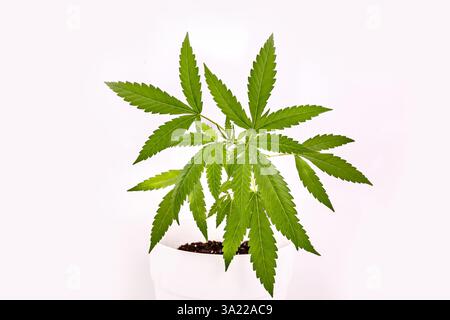 Jeune plante de cannabis dans un pot sur fond blanc Banque D'Images