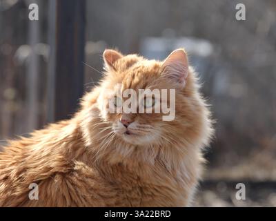 Un portrait d'un chat au gingembre en regardant au loin. Gros plan. Banque D'Images