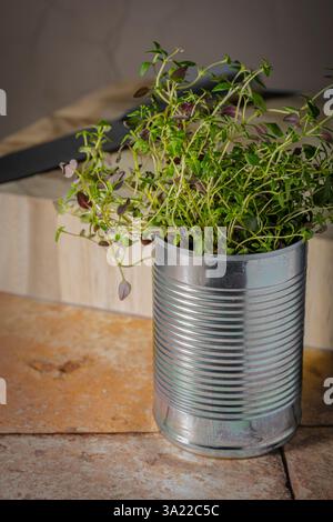 Une humble boîte de conserve, réutilisée comme une jardinière, déborde de thym parfumé, ses délicats brins verts allant vers l'extérieur : Phillip Roberts Banque D'Images