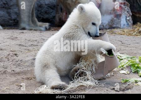 Karlsruhe, Allemagne. 11 mars 2025. Le petit ours polaire mâle a été présenté aux médias pour la première fois et a reçu le nom Mika par le réalisateur Matthias Reinschmidt aujourd'hui. 03-11-2025 crédit : Michael Liebrecht/Alamy Live News Banque D'Images