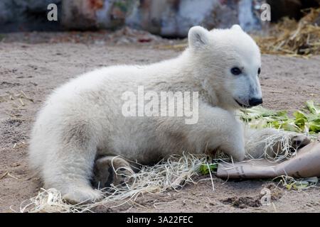 Karlsruhe, Allemagne. 11 mars 2025. Le petit ours polaire mâle a été présenté aux médias pour la première fois et a reçu le nom Mika par le réalisateur Matthias Reinschmidt aujourd'hui. 03-11-2025 crédit : Michael Liebrecht/Alamy Live News Banque D'Images