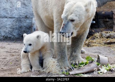 Karlsruhe, Allemagne. 11 mars 2025. Le petit ours polaire mâle a été présenté aux médias pour la première fois et a reçu le nom Mika par le réalisateur Matthias Reinschmidt aujourd'hui. 03-11-2025 crédit : Michael Liebrecht/Alamy Live News Banque D'Images